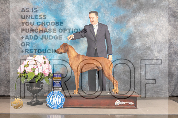 Rhodesian Ridgeback #25 Sat BOB Judge Tim Catterson_MJ_7321_Houston_2022_HR3