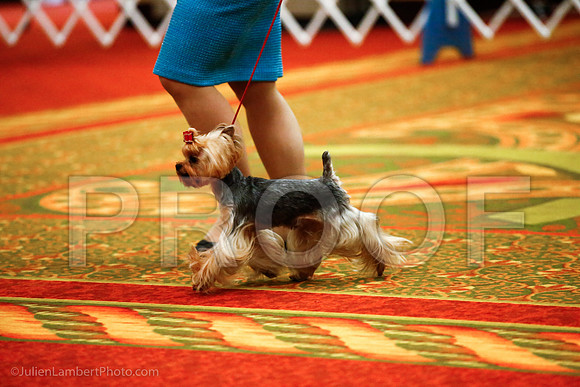 _JJ_8865-YorkieNatJul2016-HR3