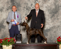 Boxer #8 Sat NC BOW Paulson Keri Judge Desmond Murphy