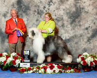 Old English Sheepdog #15 Sat Maj BOB Conkright Jeanne Jere Marder Judge Dr Steve Keating