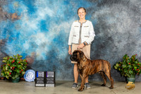 Bullmastiff #7 Sat 9121st RW Judge Dr Antonio Molina