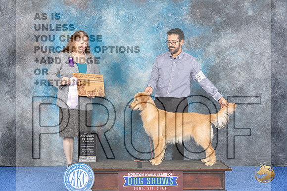 Golden Retriever #82 WED BOPSw Judge Maura Phelan__JP_6513_Houston_2024_HR3