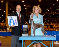Italian Greyhound #14 Thrs BOW Maj Conrad Renie A & Douglas Conrad Judge Mr Larry C Abbott