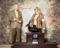 Dachshund Smooth #9 Fri BOV Durfee Connie and Cyndy Senff Judge Roger Hartinger