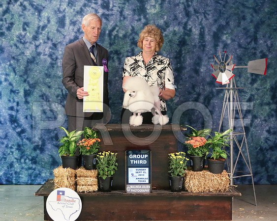 PoodT-6145-Amrillo13