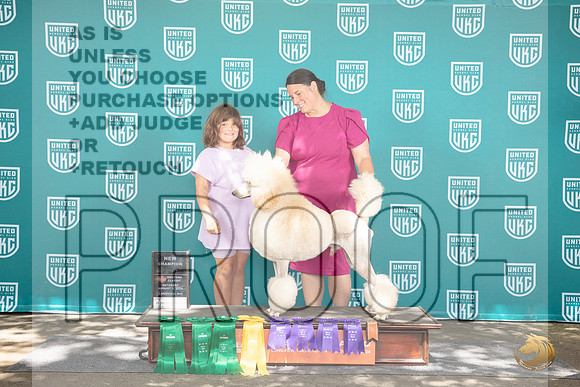 Poodle Standard #444 NGCh No Judge__JP_1828_Longview WA_2024_HR3