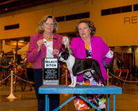 Boston Terrier #8 Thrs SB Flinn Edna J & Gerald V Judge Mrs Sari Brewster Tietjen