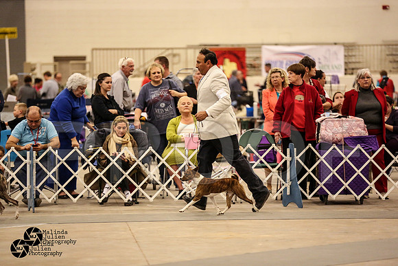 Bas-Hound Group Ring Sat-10
