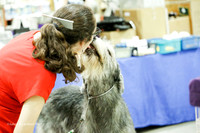 Irish Wolf Hound Sun Ring