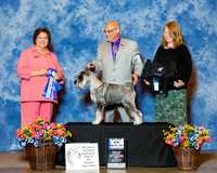 Standard Schnauzer #55 Fri BOW Allen Patricia White Mark E and Don Dalton Judge Nikki Riggsbee