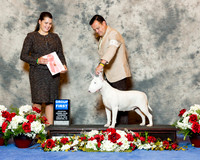 Bull Terrier #12 Thurs Puppy G1 Rojas Juan Carlos Infants