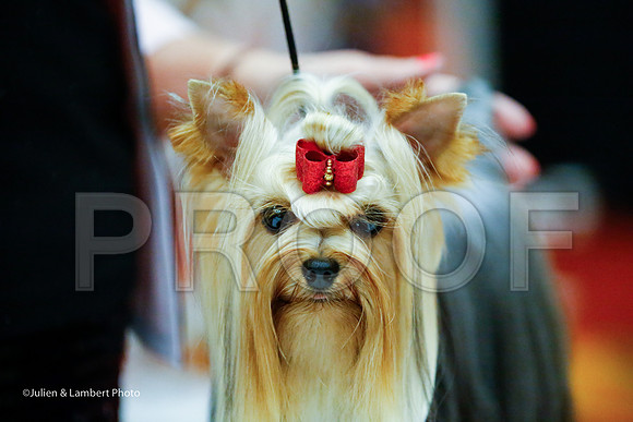 _JJ_8412-YorkieNatJul2016-HR