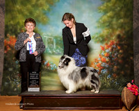 Shetland Sheepdog #19 Sun NC BOW Lee L Sun Young and Zhipeng Du Judge Cindy Meyer