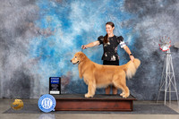 Golden Retriever #11 Fri G1 Judge Pat Trotter
