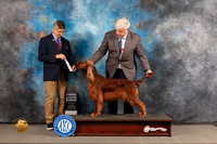 Irish Setter #10 WED SB Judge Richard Powell