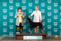 Doberman Pinscher #1068 Sat G4 Judge Lori Sargent