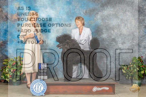 Poodle Std #6 Sat 9121st Judge Patti Widick NealeMJP_9142_SA2023_HR3
