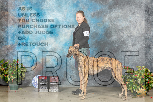 Greyhound #5 Sun BOSOHBOB Judge Patti Widick NealeMJP_9709_SA2023_HR3