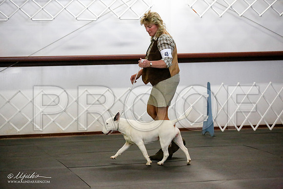_JJ_3541-BullTerrierAzilApr2016-HR3