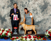 Bull Terrier Colored #24 Fri BOS Jones Jake & Heather & Chris Morgan & N Pfefferkorn Judge Dr Carl L Pew