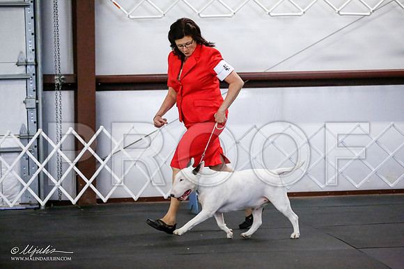 _JJ_1373-BullTerrierAzilApr2016-HR3