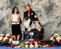 Shetland Sheepdog #17 Sat BOB Kedrick Danny and Sheryl Judge Gail Miller Bisher