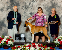 Boxer #23 Fri SD Maj Wilke Debra & Lisa Goss Judge Mr Ronald H Menaker