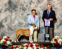 American Staffordshire Terrier #5 Fri WD  Gomez G Garcia Octavio Paul Judge Mr Geir Flyckt Pedersen