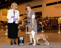 American Staffordshire Terrier #14 Sat WB Maj Gray Richard S & Susan Ryan Judge Mrs Vicki L Abbott