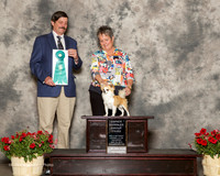 Chihuahua Long Coat #11 Sat OH G3 McSwain Paula Judge James Fehring