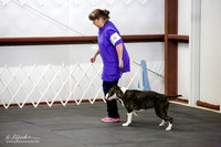 Colored Bred By Dog Sat Ring