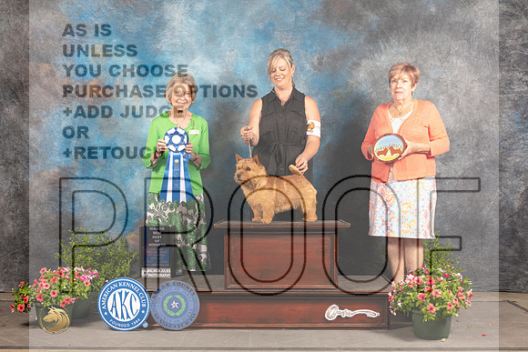 Norwich Terrier #5 Sun BOW Judge Anne Bolus-_MJ_1566e_SA2022-HR3