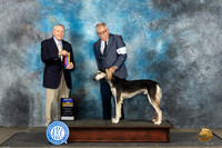 Saluki #5 Sat BOB Judge David Bolus