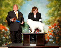 American Eskimo Sat S1 Reserve Best Puppy Debbie Mitchel