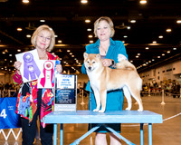 Shiba Inu #6 Fri BOS Maj Niel Jeaneen Judge Mrs Helen Winski Stein