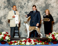 Whippet #18 Thurs G4 Kea Angella Martin and Andrea and Trish Dews Judge Dr Robert Indeglia