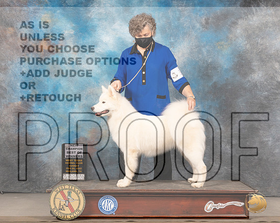 Samoyed #16 Sun BOWWB Judge Judy BrownMMJ_5170_Mdlnd2022_HR3