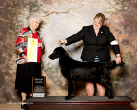 Flat Coated Retreiver #6 Sun G3 Zelbst Cindy Rowe Judge Ann Hearn