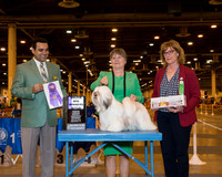 Lhasa Apso #10 Wed Maj WB Kimzey Joyce Helen Agent Sue Cannimore Judge Joao Machado