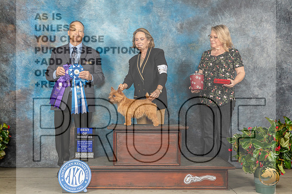 Norwich Terrier #18 Fri BOW Judge Jay RichardsonMJP_7760_SA2023_HR3