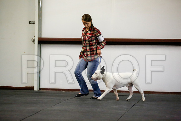 _JJ_3740-BullTerrierAzleApr2016-HR3