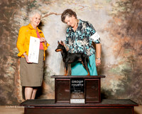 Manchester Terrier Toy #5 Fri G4 Olson Lew Judge Ann Hearn