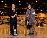 Airedale Terrier #14 Sat WB Maj  Messinger Valerie & Mark Messinger Judge Mr Norman L Patton