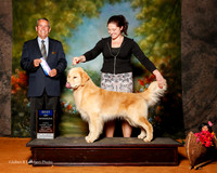 Golden Retriever #7 Sat BOW Nieman and Colleen Maddox Agent Colett Livingston Judge Dana Cline