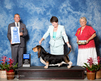 Basset Hound #11 Sun G1 Calhoun Sharon and Steve Calhoun and Bette Williams Agent Nancy Pearson Judge Dana Cline