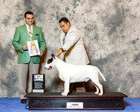 Bull Terrier White #25 Wed Maj BOB Lara Humberto Romero Judge Joao Machado