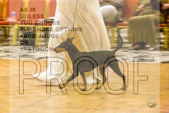 Manchester Terrier MTOY Candids-JJL_2020-Hstn2022_HR3
