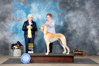 Saluki #11 Sun G3 Judge Sulie Greendale-Paveza