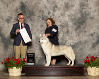 Siberian Husky #7 Sun G4 LLoyd Ruth a and cadey snedeker dick Judge Jim Owen