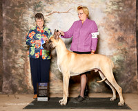 Great Dane #19 Sun BOW Svien Donna S and T Katzenstein P and R McComb Judge Doris Cozart
